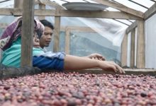 madaya coffee sinjai dompet duafa