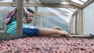 madaya coffee sinjai dompet duafa