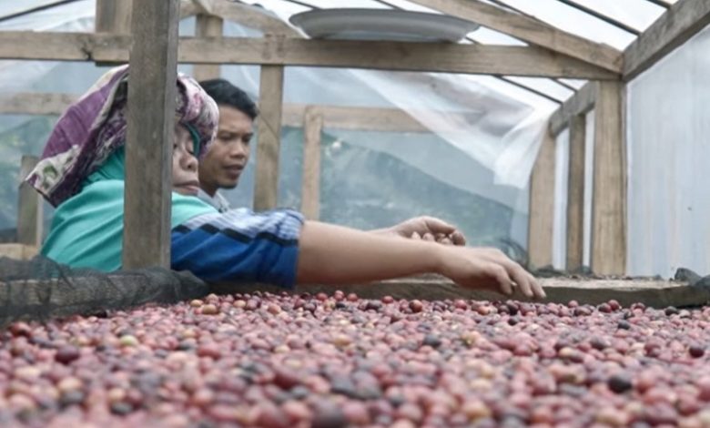 madaya coffee sinjai dompet duafa